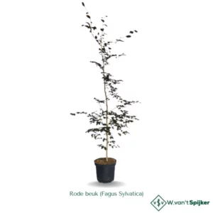 Rode beuk (Fagus Sylvatica)