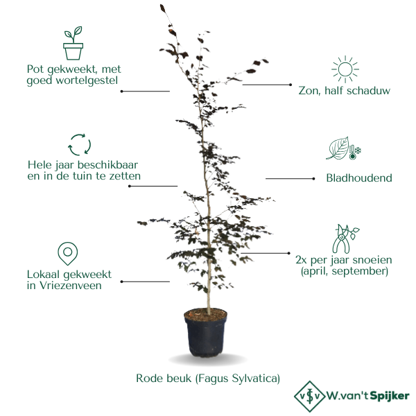Eigenschappen Rode beuk (Fagus Sylvatica)