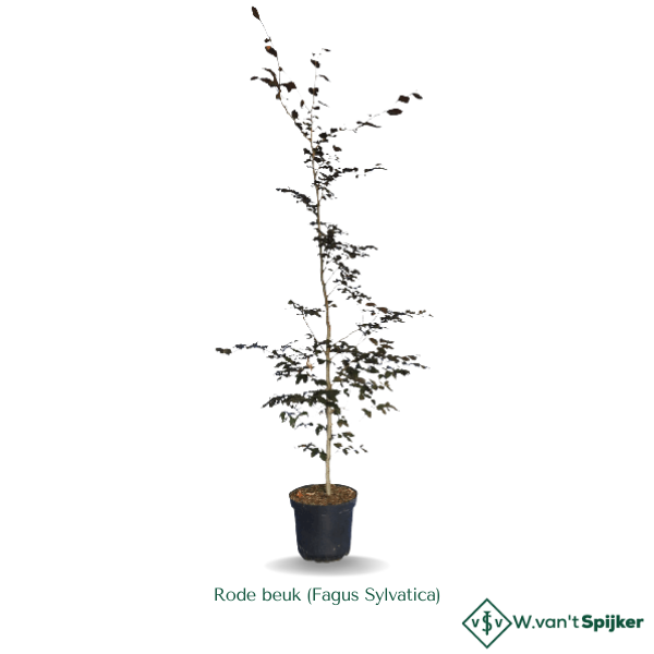 Rode beuk (Fagus Sylvatica)