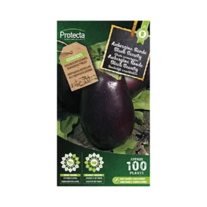 301 - Aubergine Ronde Black Beauty