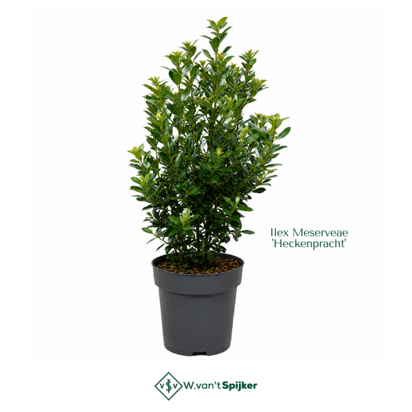 ilex heckenpracht