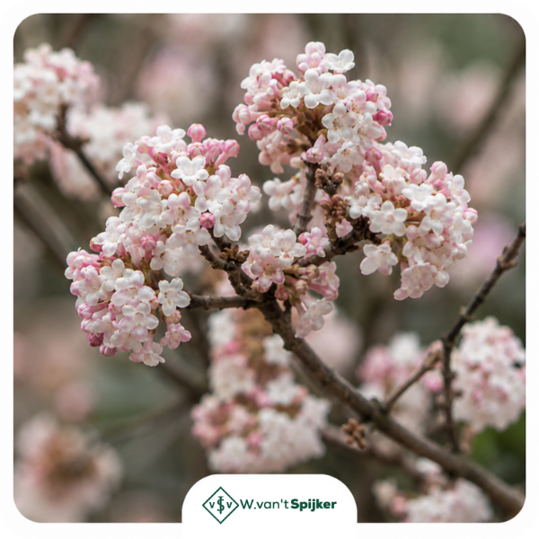 Details Viburnum Bodnantense 'Charles Lamont'
