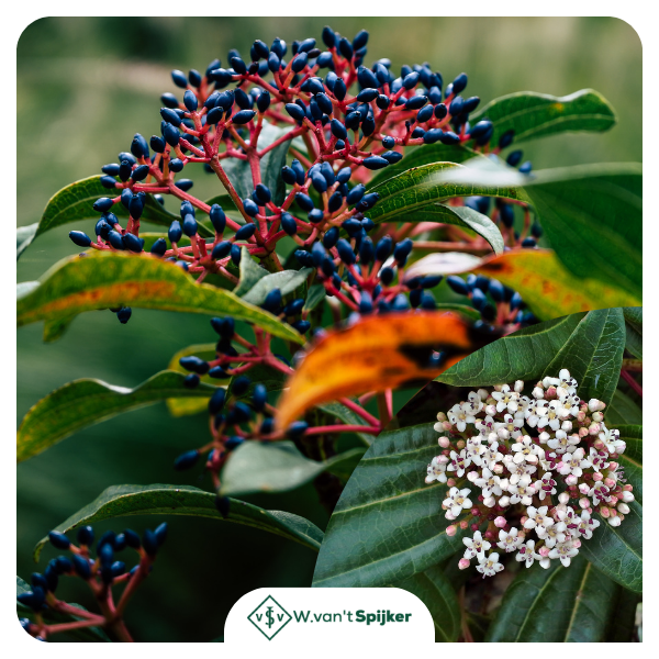 Details Viburnum Davidii