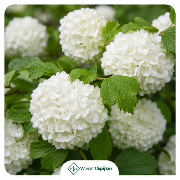 Details Viburnum Opulus 'Roseum'