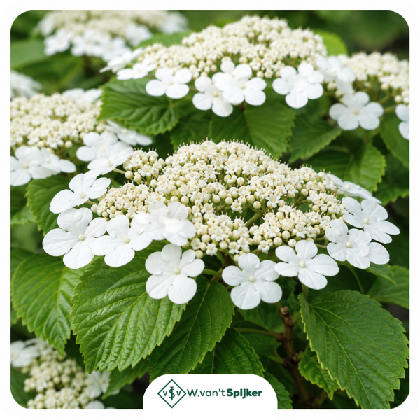Details Viburnum Plicatum ‘Grandiflorum’