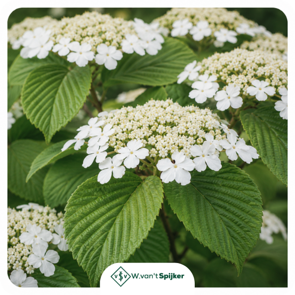 Details Viburnum Plicatum ‘Mariesii’
