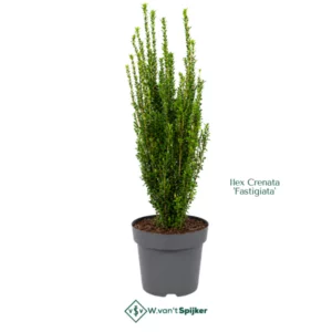 Ilex Crenata 'Fastigiata'