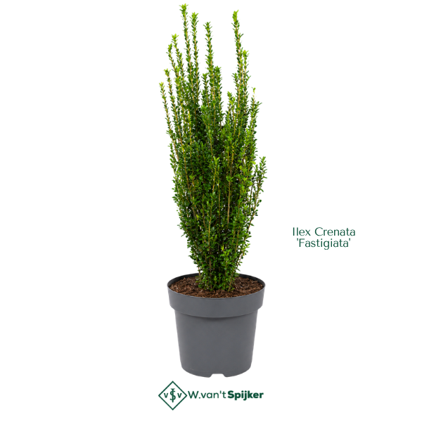 Ilex Crenata 'Fastigiata'