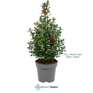 Ilex Meserveae 'Blue Angel'