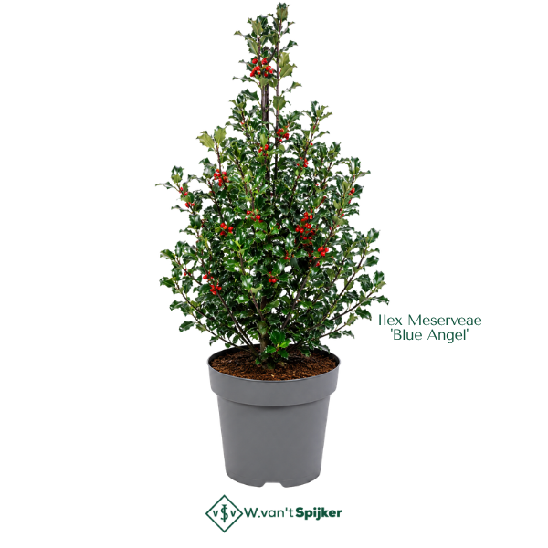 Ilex Meserveae 'Blue Angel'