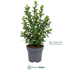 Ilex Meserveae 'Blue Princess'