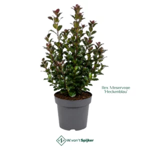 Ilex Meserveae 'Heckenblau'
