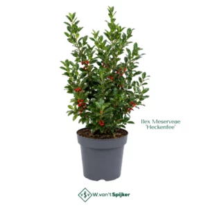 Ilex Meserveae 'Heckenfee'