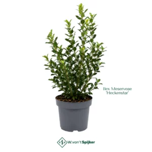 Ilex Meserveae 'Heckenstar'
