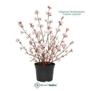 Viburnum Bodnantense 'Charles Lamont'