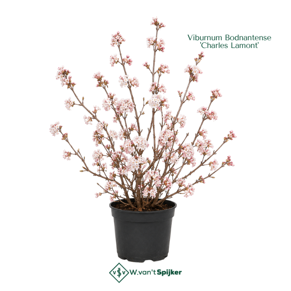 Viburnum Bodnantense 'Charles Lamont'
