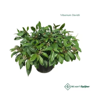 Viburnum Davidii