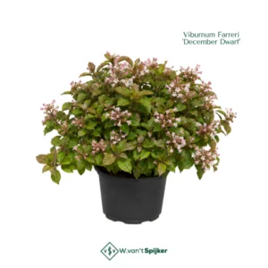 Viburnum Farreri 'December Dwarf'