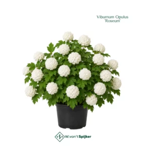 Viburnum Opulus 'Roseum'