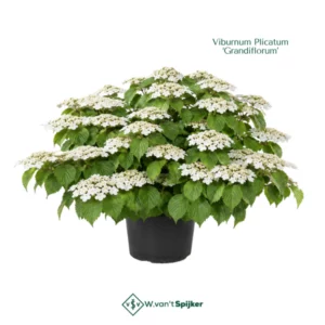Viburnum Plicatum ‘Grandiflorum’