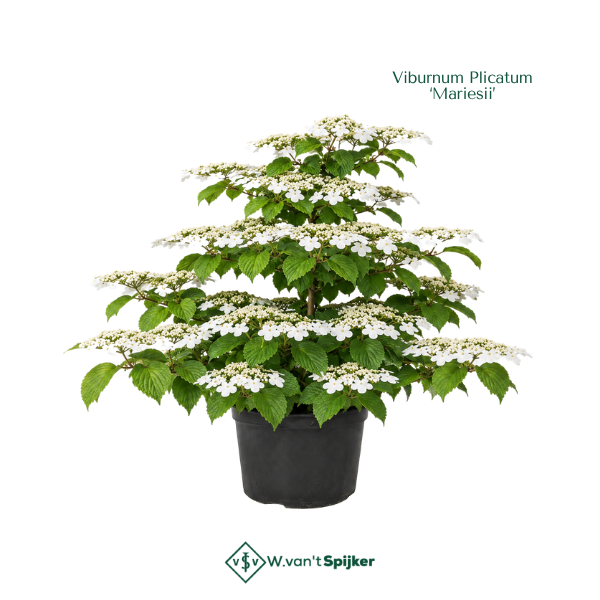 Viburnum Plicatum ‘Mariesii’