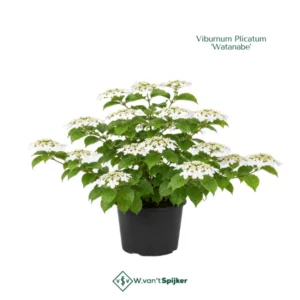 Viburnum Plicatum ‘Watanabe’