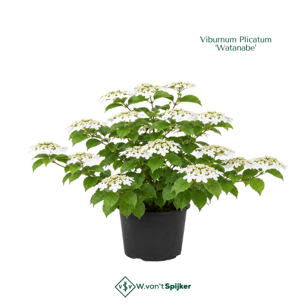Viburnum Plicatum ‘Watanabe’