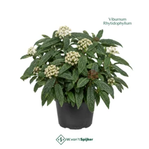 Viburnum Rhytidophyllum