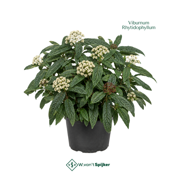 Viburnum Rhytidophyllum