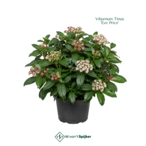 Viburnum Tinus 'Eve Price'