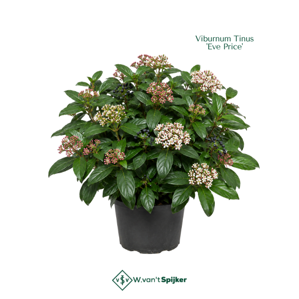 Viburnum Tinus 'Eve Price'