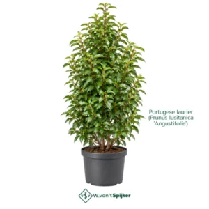 Portugese laurier (Prunus lusitanica 'Angustifolia')